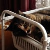 Photo de Ecaille
