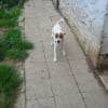 Photo de Timon