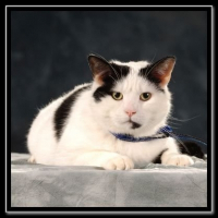 Photo de profil de Pasha