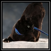 Photo de profil de Polgar