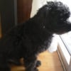 Photo de Courro
