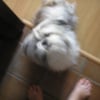 Photo de Toby