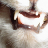 Photo de profil de Mookie