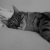 Photo de Noisette