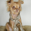 Photo de Chili