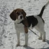 Photo de Snoopy