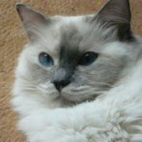 Photo de profil de Oasis