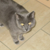 Photo de Moisha
