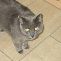 Photo de profil de Moisha