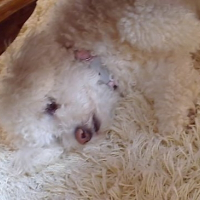 Photo de profil de Candy