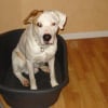 Photo de Tango