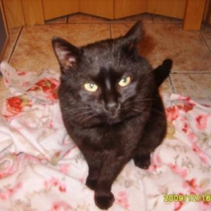 Photo de profil de Le chat