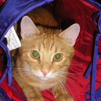 Photo de profil de Mambo