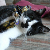 Photo de profil de Berlioz