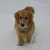 Photo de Lucky