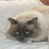 Photo de Kookaï