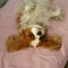 Photo de Cachou