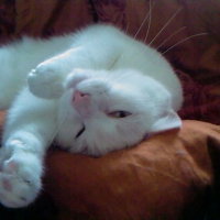Photo de profil de Pupuce