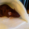 Photo de Dumbo