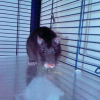 Photo de Patate
