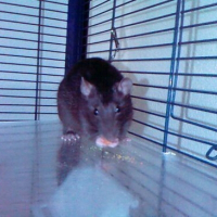 Photo de profil de Patate