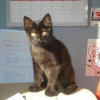 Photo de Louna