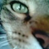 Photo de Peluche