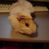 Photo de Peureux
