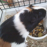 Photo de profil de Noisette