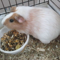 Photo de profil de Faustine