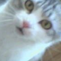 Photo de profil de Chaussette