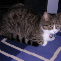 Photo de profil de Kira