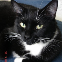 Photo de profil de Némésis