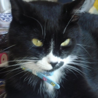 Photo de profil de Hélios