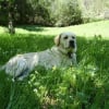 Photo de Schtroumpf