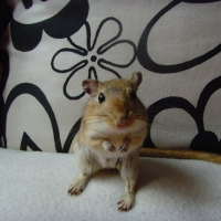 Photo de profil de Boulotte