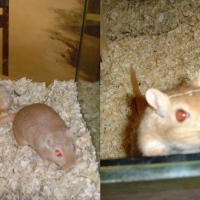 Photo de profil de Bubulle