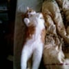 Photo de Ptit chat