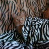 Photo de Simba