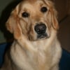 Photo de Cannelle