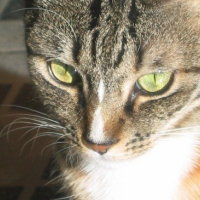 Photo de profil de Indie
