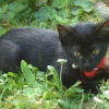 Photo de Sirius