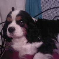Photo de profil de Sixtine des cavaliers de gaillarjoully