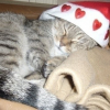 Photo de Tigroune 
