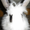 Photo de Bisou