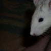 Photo de Molly, Rat