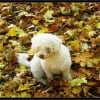 Photo de Chipie