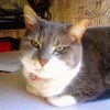 Photo de Minette