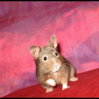 Photo de profil de Donut's