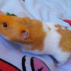 Photo de Pimouss